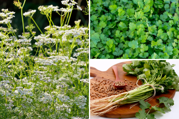 Cilantro Coriander (Coriandrum sativum)