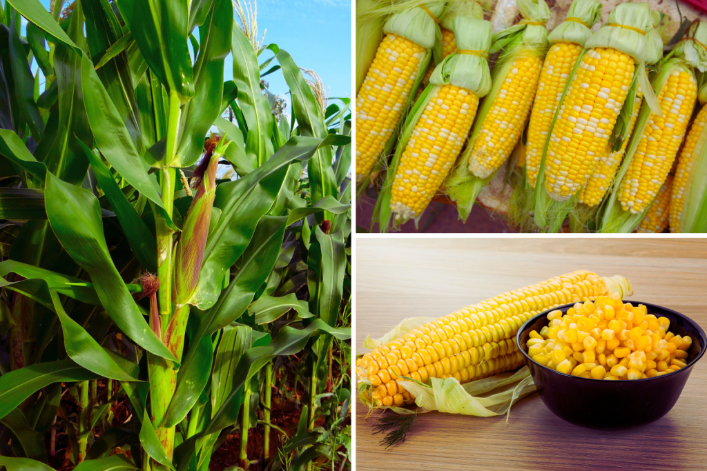 Sweet Corn (Zea mays)