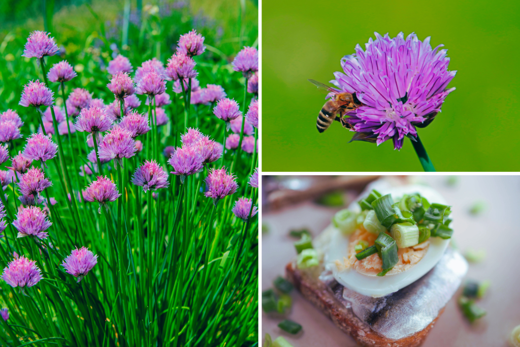 Chives