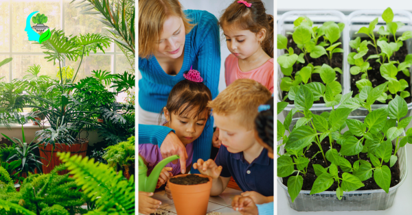 growing-easy-indoor-plants-from-seed-a-beginners-guide